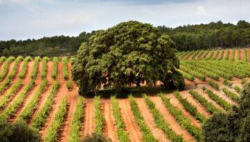 viñedos-finca-el-renegado-primavera-768x384